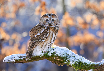Tawny owl ( Strix aluco ) sitiing in winter scenery