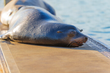 Close-Up of Sea Lion on Dock in Oceanside, California