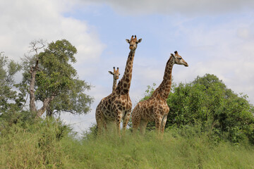 Giraffe / Giraffe / Giraffa camelopardalis