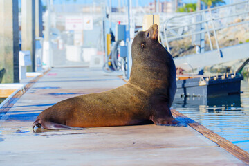 Sea Lion on Dock with Scenic Background in Oceanside