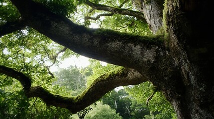 Fototapeta premium Majestic Tree Branches Covered in Lush Green Moss Surrounded by Natural Light : Generative AI