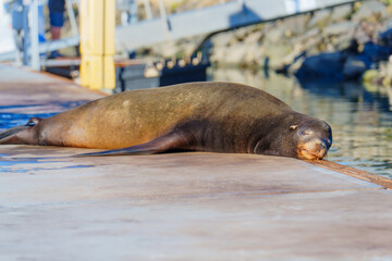 Lazy Sea Lion on Dock in Oceanside Harbor