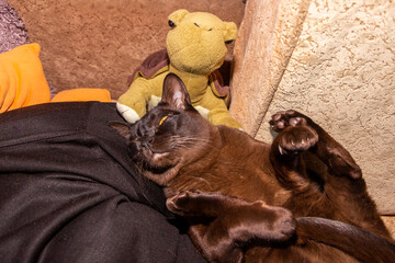 purebred cat, brown, European Burmese, lying on the owner, paws up, front holding the rear, full height, squinting, satisfied, yellow-eyed, beautiful, well-groomed, breed, cute, domestic, pet, young, 