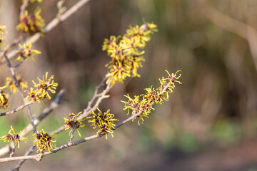 Close up of Chinese witch Hazel (hamamelis mollis) flowers