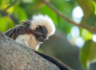 Profile of a cotton-top tamarin (Saguinus oedipus) in a rain forest sanctuary in Cartagena de Indias, Colombia. One of the smallest primate species endemic to this part of the world