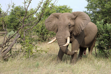 Fototapeta premium Afrikanischer Elefant / African elephant / Loxodonta africana