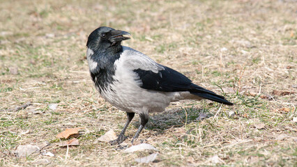 crow on the grass