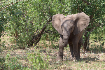 Fototapeta premium Afrikanischer Elefant / African elephant / Loxodonta africana