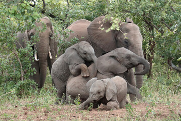 Afrikanischer Elefant / African elephant / Loxodonta africana