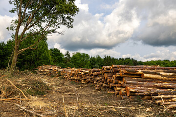 Stack of many sawn logs of pine trees