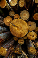 Stack of many sawn logs of pine trees