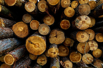 Stack of many sawn logs of pine trees