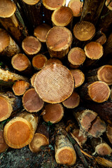 Stack of many sawn logs of pine trees