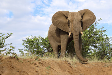 Afrikanischer Elefant / African elephant / Loxodonta africana..