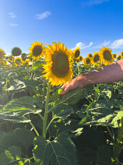 Producer examining a sunflower plant Sunflower field in spring