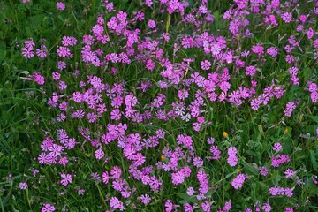 Mediterranean catchfly, or Silene colorata pink flowers near the sea shore