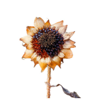 dried sunflower isolated on transparent background
