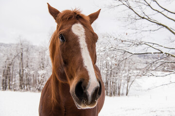 Obraz premium Close up of brown horse head with white blaze and ears back.