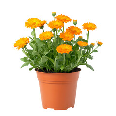 A Small Potted Calendula Plant with Bright Orange Flowers Isolated on Transparent Background