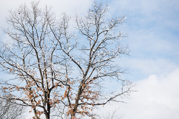 Tree with snow on its branches and a blue sky.
