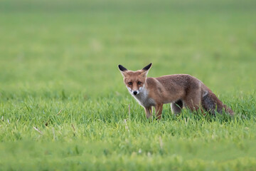Ein Rotfuchs auf Nahrungssuche auf einem Feld 