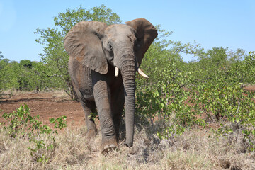 Afrikanischer Elefant / African elephant / Loxodonta africana