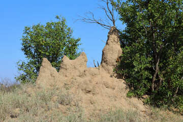 Termitenhügel / Termites' nest /