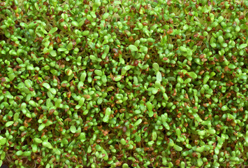 A high-resolution close-up photograph of fresh alfalfa microgreens (Medicago sativa) with delicate green leaves and tiny brown seed husks