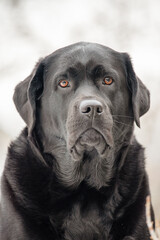 Black Labrador Retriever dog outdoors in winter.