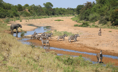 Afrikanischer Elefant und Steppenzebra im Tsendze River/ African elephant  and Burchell's zebra in...