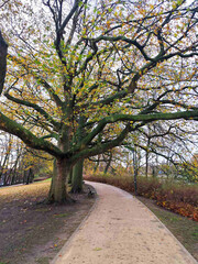 Obraz premium Ein Baum steht am Straßenrand