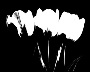 Elegant Black and White Tulips