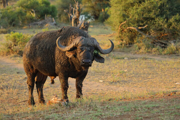 Obraz premium Kaffernbüffel / African buffalo / Syncerus caffer