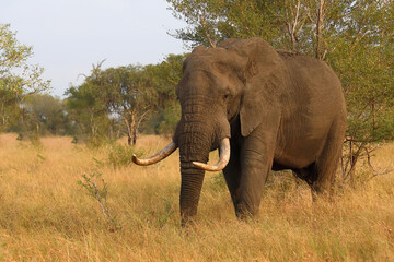 Fototapeta premium Afrikanischer Elefant / African elephant / Loxodonta africana..
