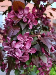Vibrant Purple Blossoms Amidst Lush Green Leaves in Bloom