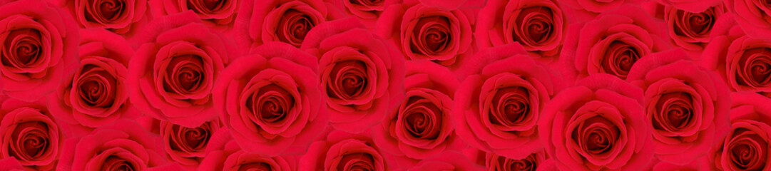  Panorama Pattern of Vivid Red Roses in Full Bloom.