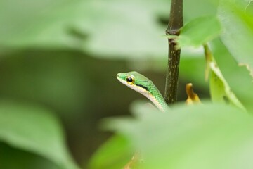 Green poisonous snake, Cahuita National Park, Costa Rica 