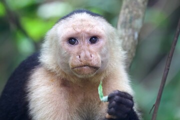 Portrait of a cute capuchin monkey, Costa Rica 