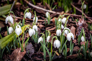 spring snowdrop flowers