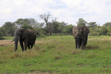 Obraz premium Afrikanischer Elefant im Schlamm / African elephant in the mud / Loxodonta africana