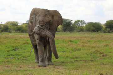 Afrikanischer Elefant / African elephant / Loxodonta africana..