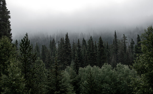 fog in the forest - Powered by Adobe
