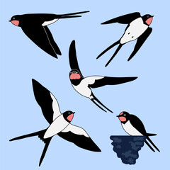 Swallow or Martin Passerine Bird with Long Tail and Pointed Wings Flying and Gliding Set