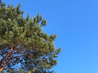 Pine tree treetop on blue sky.