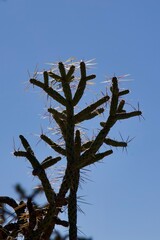 macro cactus silhouette in the desert