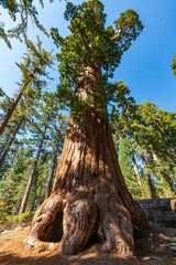 Mammutbäume in Sequoia Nationalpark