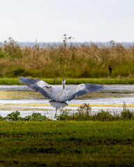 Grey Heron, Ardea cinerea, hunting in the lake, with spread wings getting ready to fly. Close Up. Highlands, Scotland