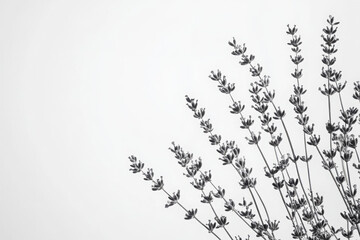 Fototapeta premium Black and white photograph of delicate lavender branches extending against a minimalist white background, showcasing the intricate texture and elegant simplicity of nature.