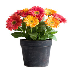 A Vibrant Potted Gerbera Daisy Plant with Bright Red Isolated on Transparent Background