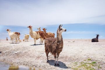 Group of beautiful decorated Llamas in the highlands of Bolivia staring into the camera. andscape,...